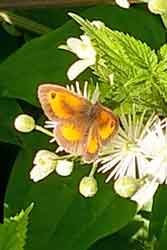Male gatekeeper butterfly
